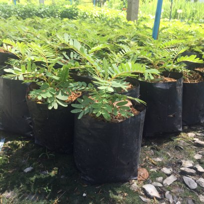 ต้นดอกแคร์ พันธ์สีขาว พร้อมปลูกงดิน