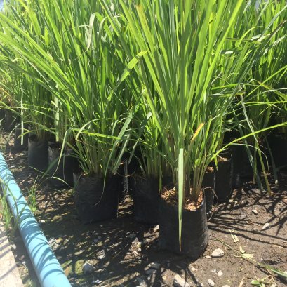 ต้นตะไคร้ พร้อมปลูกลงดิน