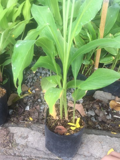 ต้นขมิ้นเหลืองพร้อมปลูกลงดิน