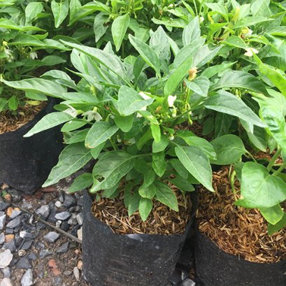 พริกงาช้าง พร้อมปลูกลงดิน