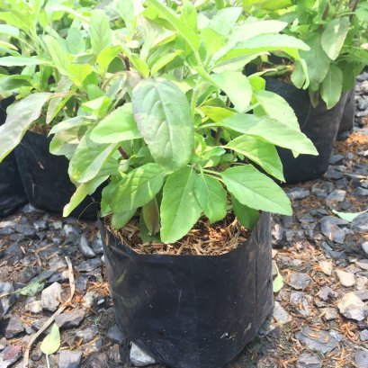 ต้นกล้ากะเพราแดงพร้อมปลูกลงดิน