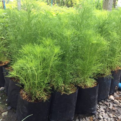 ผักชีลาว พร้อมปลูกลงดิน