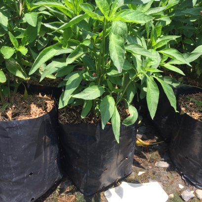 ต้นพริกชี้ฟ้า พร้อมปลูกลงดิน