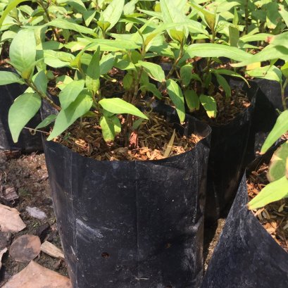 ผักแพว พร้อมปลูกลงดิน