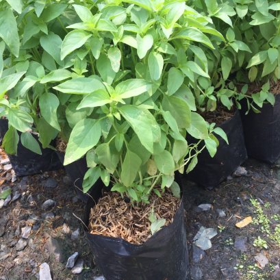 ต้นแมงลัก พร้อมปลูกลงดิน