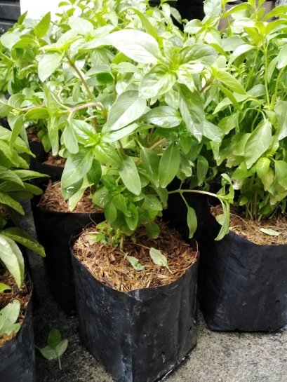 ต้นโหระพาพร้อมปลูกลงดิน