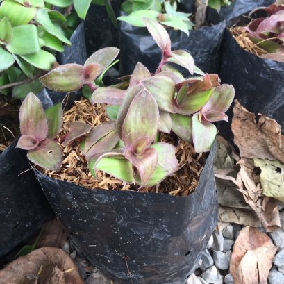 ต้นไผ่น้ำ พร้อมปลูกลงดิน