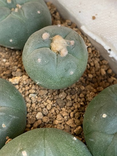 lophophora fricii super white size 3-4 cm japan import 7 years old - can give flower and seed