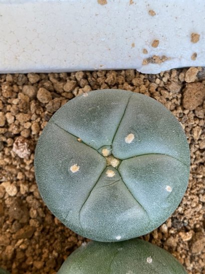 lophophora fricii super white size 3-4 cm japan import 7 years old - can give flower and seed including PHYTOSANITARY CERTIFICATES and cites document