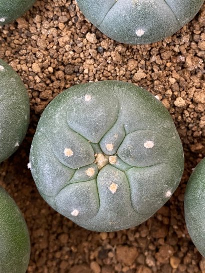 lophophora fricii super white size 3-4 cm japan import 7 years old - can give flower and seed including PHYTOSANITARY CERTIFICATES and cites document
