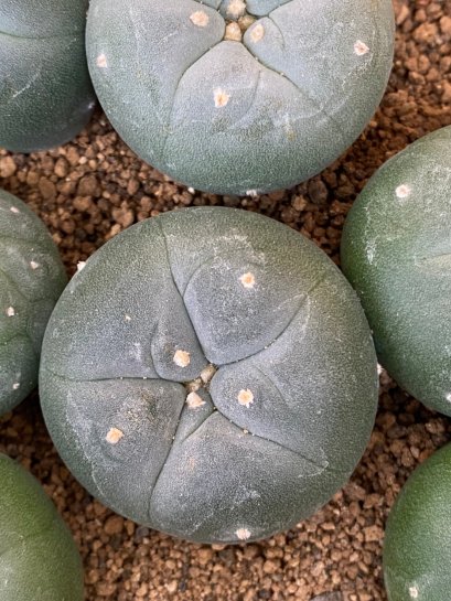 Lophophora fricii super white size 3-4 cm JAPAN import 7 years old - can give flower and seed including PHYTOSANITARY CERTIFICATES AND CITES DOCUMENT