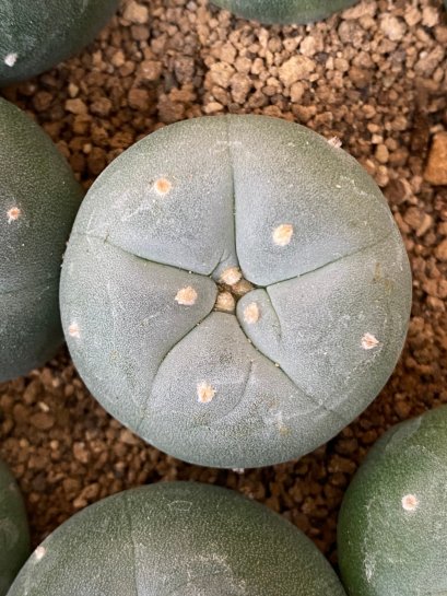 Lophophora fricii super white size 3-4 cm JAPAN import 7 years old - can give flower and seed including PHYTOSANITARY CERTIFICATES AND CITES DOCUMENT