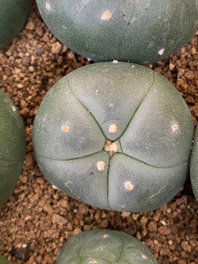 Lophophora fricii super white size 3-4 cm JAPAN import 7 years old - can give flower and seed including PHYTOSANITARY CERTIFICATES AND CITES DOCUMENT