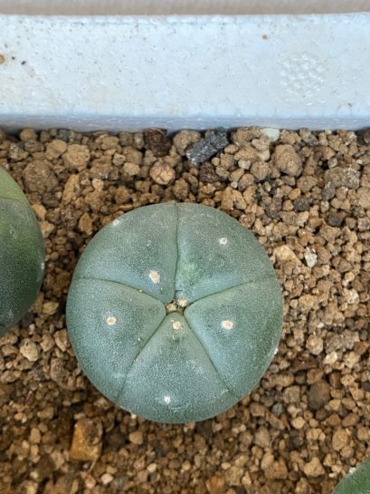 Lophophora fricii super white size 3-4 cm JAPAN import 7 years old - can give flower and seed including PHYTOSANITARY CERTIFICATES AND CITES DOCUMENT