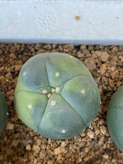 Lophophora fricii super white size 3-4 cm JAPAN import 7 years old - can give flower and seed including PHYTOSANITARY CERTIFICATES AND CITES DOCUMENT