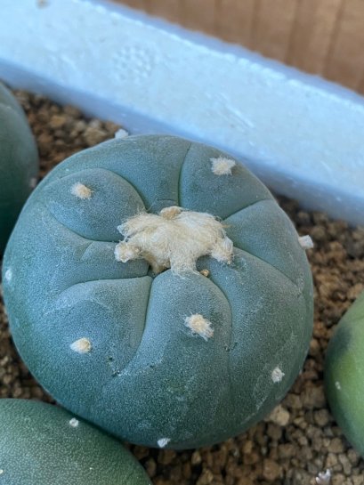 Lophophora fricii super white size 3-4 cm JAPAN import 7 years old - can give flower and seed including PHYTOSANITARY CERTIFICATES AND CITES DOCUMENT