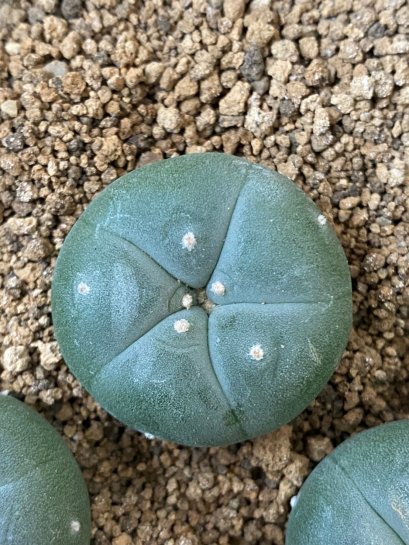 Lophophora fricii super white size 3-4 cm JAPAN import 7 years old - can give flower and seed including PHYTOSANITARY CERTIFICATES AND CITES DOCUMENT