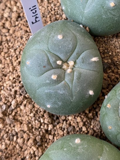 Lophophora fricii super white size 3-4 cm JAPAN import 7 years old - can give flower and seed including PHYTOSANITARY CERTIFICATES AND CITES DOCUMENT