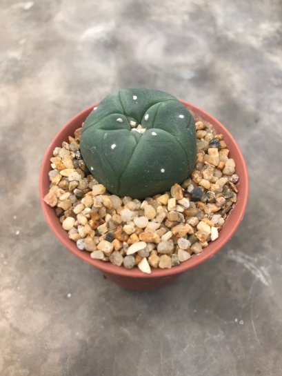 1 pot Lophophora williamsii variegata  -peyote -cactus -cacti -cactaceae -williamsii -lophoplaza -rarelophophora
