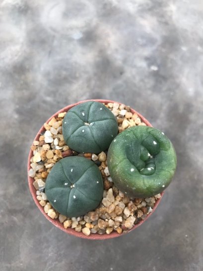 1 pot Lophophora williamsii variegata  -peyote -cactus -cacti -cactaceae