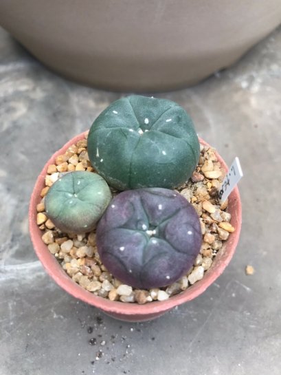 1 pot Lophophora williamsii variegata  -peyote -cactus -cacti -cactaceae