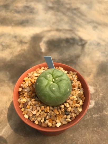 1 pot Lophophora fricii  -peyote -cactus -cacti -cactaceae