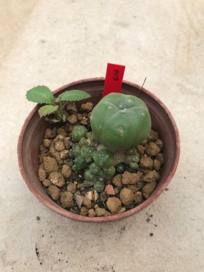 1 plant Lophophora williamsii Peyote plants-cactus-cacti-cactaceae