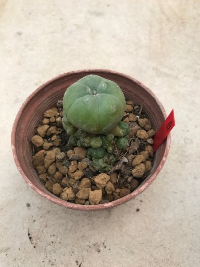 1 plant Lophophora williamsii Peyote plants-cactus-cacti-cactaceae