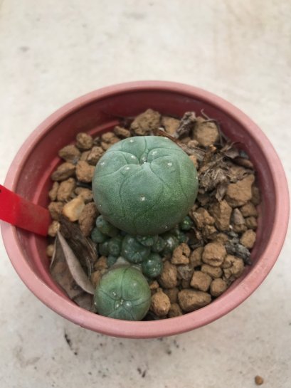1 plant Lophophora williamsii Peyote plants-cactus-cacti-cactaceae