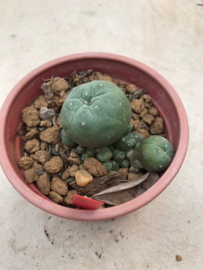 1 plant Lophophora williamsii Peyote plants-cactus-cacti-cactaceae