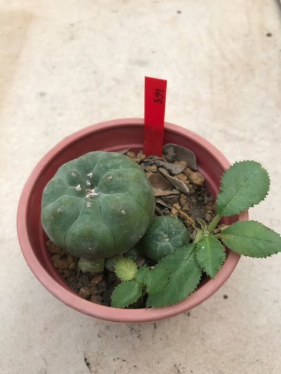 1 plant Lophophora williamsii Peyote plants-cactus-cacti-cactaceae