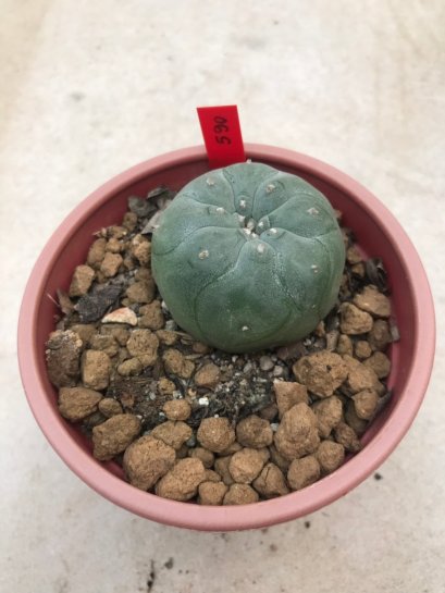 1 plant Lophophora williamsii Peyote plants-cactus-cacti-cactaceae