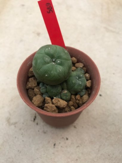 1 plant Lophophora williamsii Peyote plants-cactus-cacti-cactaceae