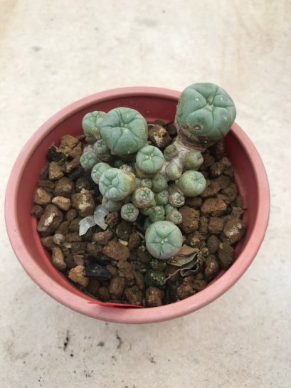 1 plant Lophophora williamsii Peyote plants-cactus-cacti-cactaceae
