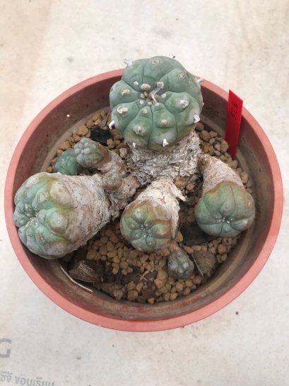 1 plant Lophophora williamsii Peyote plants-cactus-cacti-cactaceae