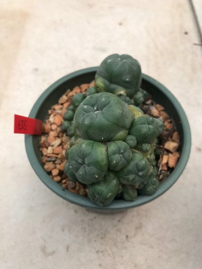 1 plant Lophophora williamsii Peyote plants-cactus-cacti-cactaceae