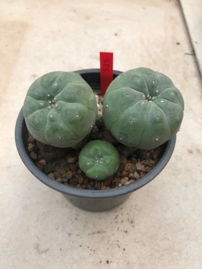 1 plant Lophophora williamsii Peyote plants-cactus-cacti-cactaceae
