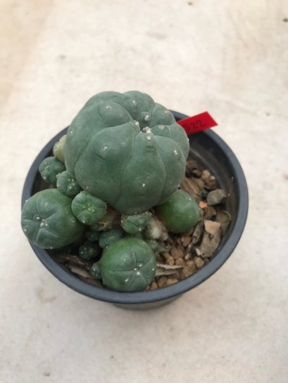 1 plant Lophophora williamsii Peyote plants-cactus-cacti-cactaceae