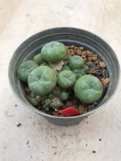 1 plant Lophophora williamsii Peyote plants-cactus-cacti-cactaceae