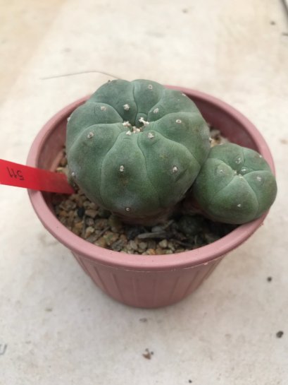 1 plant Lophophora williamsii Peyote plants-cactus-cacti-cactaceae