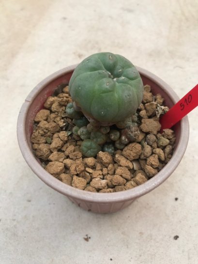 1 plant Lophophora williamsii Peyote plants-cactus-cacti-cactaceae