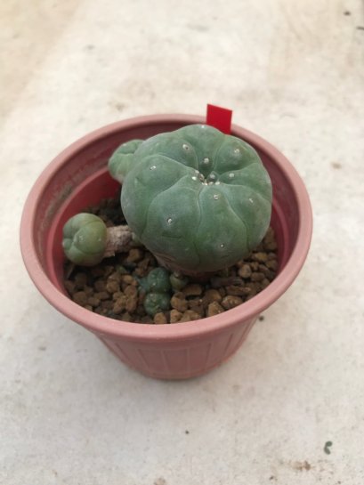 1 plant Lophophora williamsii Peyote plants-cactus-cacti-cactaceae