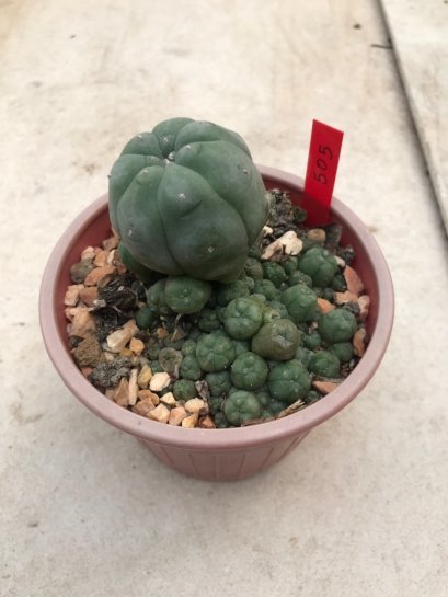 1 plant Lophophora williamsii Peyote plants-cactus-cacti-cactaceae