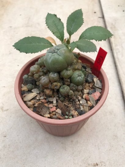 1 plant Lophophora williamsii Peyote plants-cactus-cacti-cactaceae