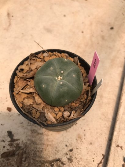 1 plant Lophophora williamsii texana Peyote plants-cactus-cacti-cactaceae