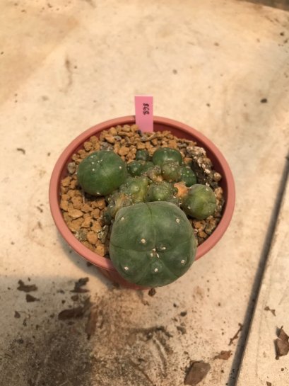 Lophophora williamsii var. caespitosa