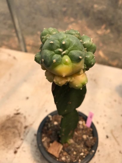 Lophophora williamsii variegata Peyote plants-cactus-cacti-cactaceae