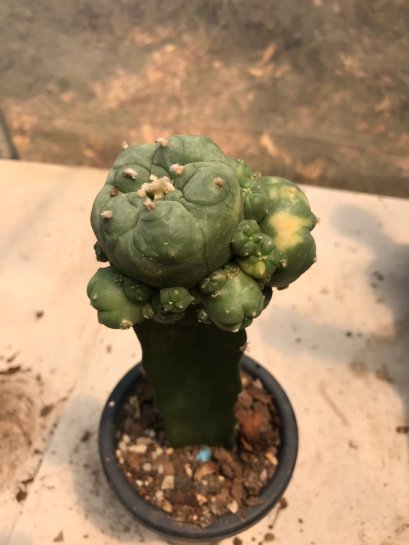 Lophophora williamsii variegata