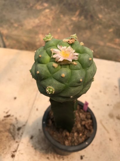 Lophophora williamsii