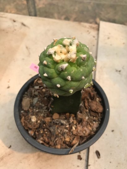Lophophora diffusa